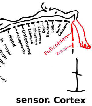 somatosensory_cortex.jpg (120555 Byte)